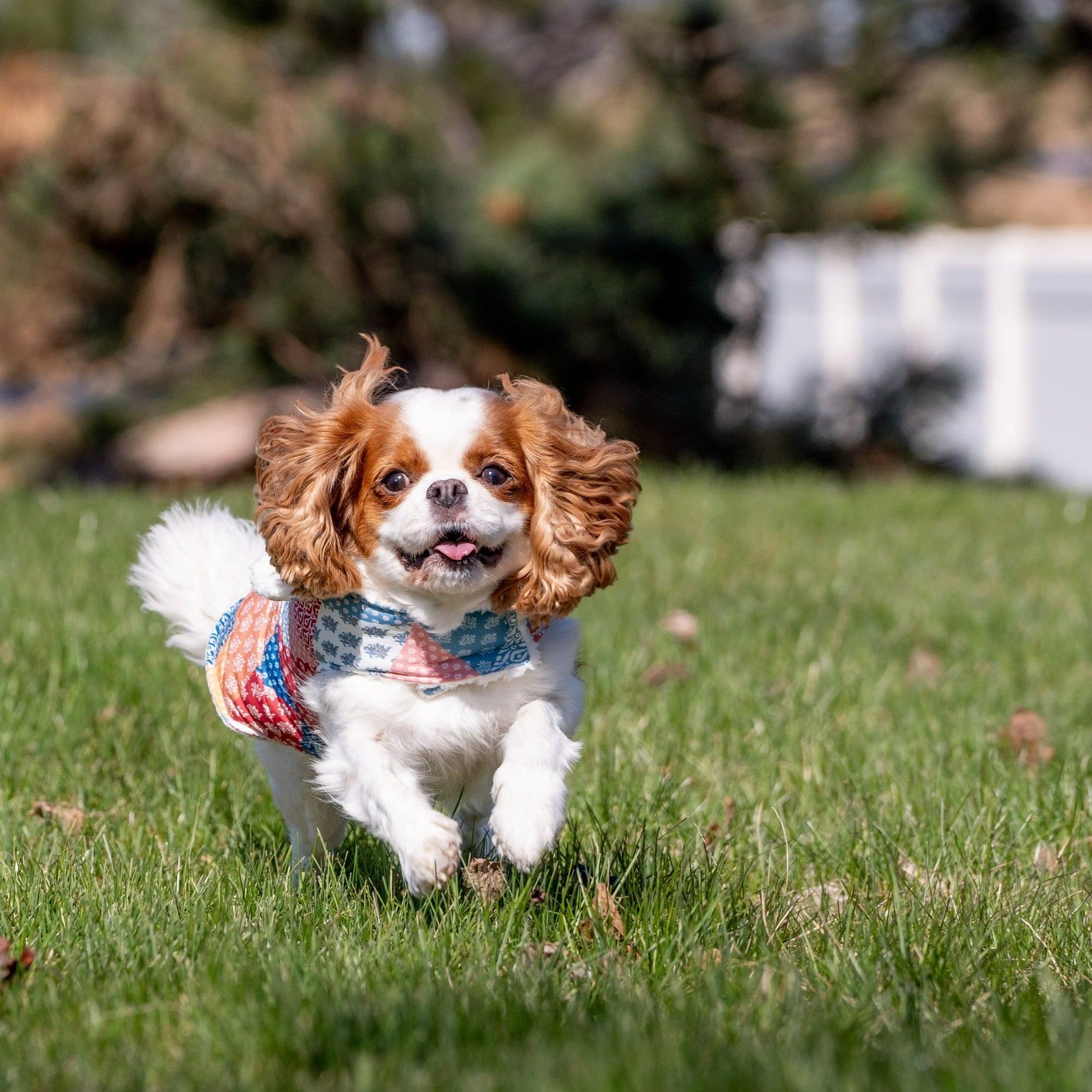 Sherpa Lined Plaid Quilted Multi-Color Winter Coat for Dogs