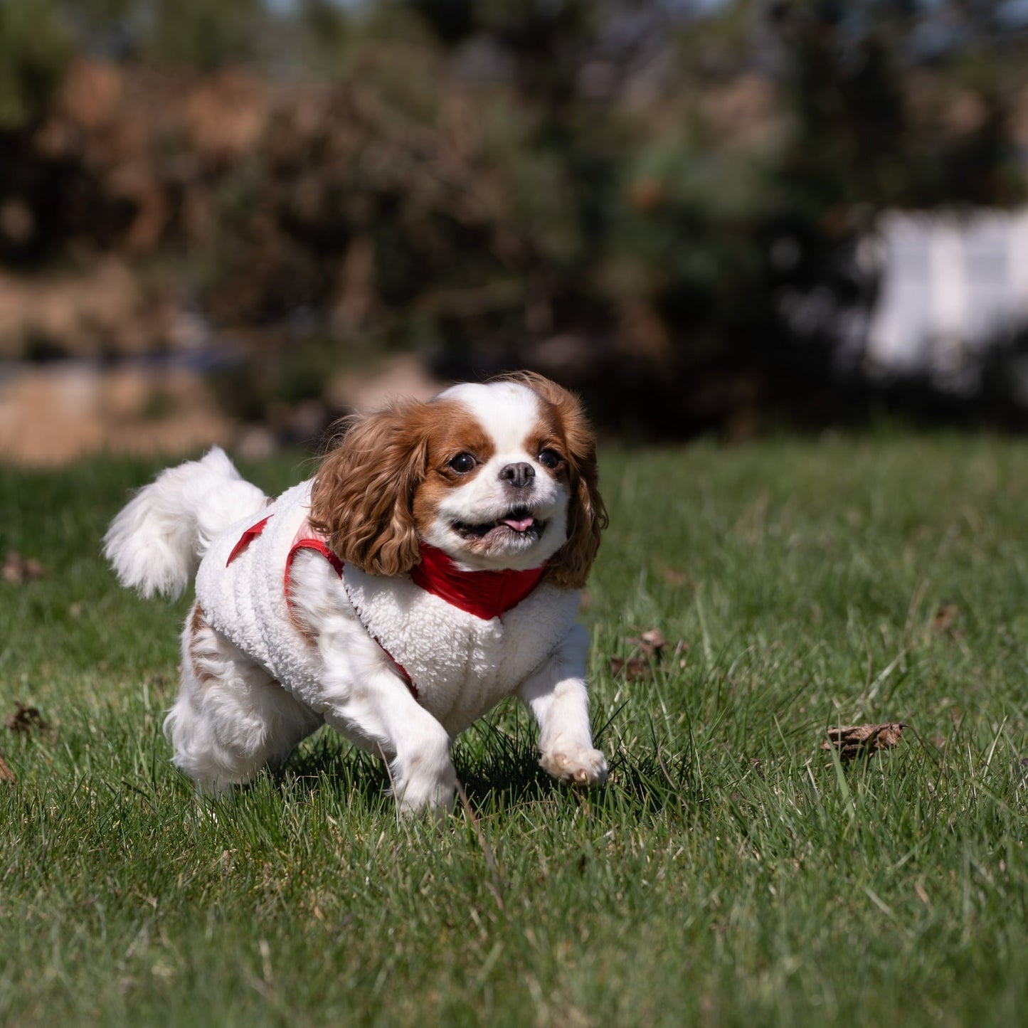 Warm Sherpa-Lined Plaid Quilted Coat For Pet